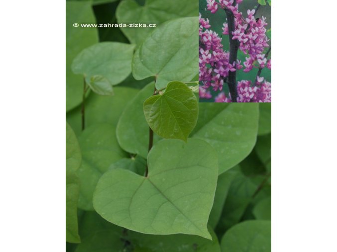 Cercis canadensis - zmarlika kanadská
