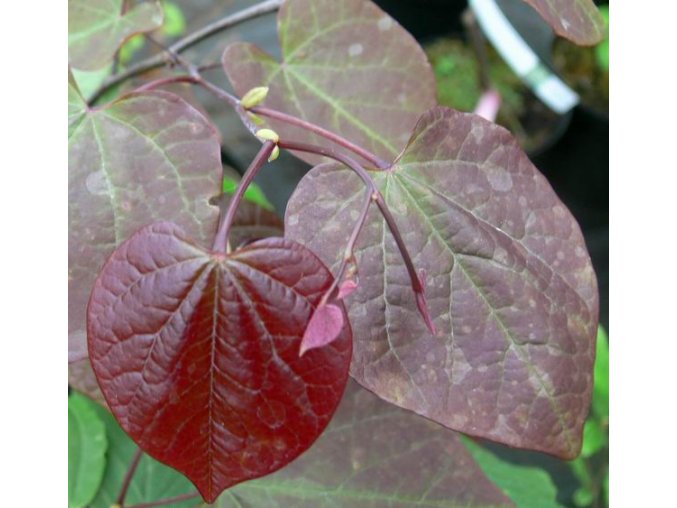 Cercis canadensis 'Forest Pancy' - zmarlika kanadská