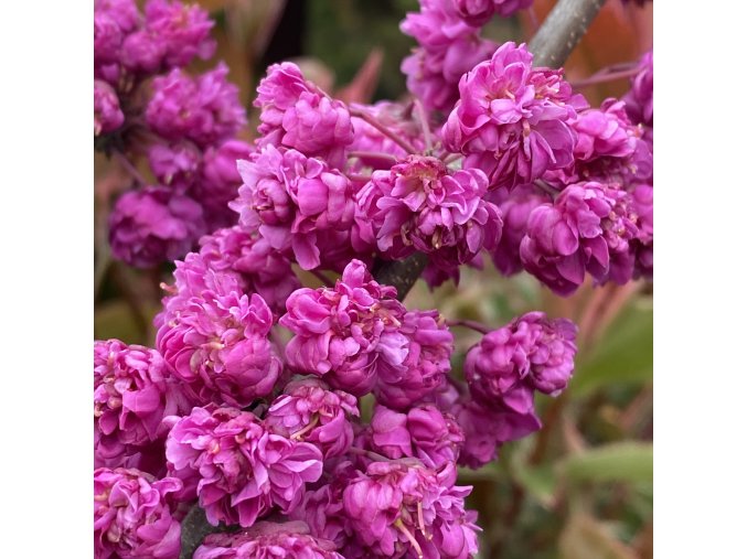 Cercis canadensis 'Pink Pom Poms' - zmarlika kanadská
