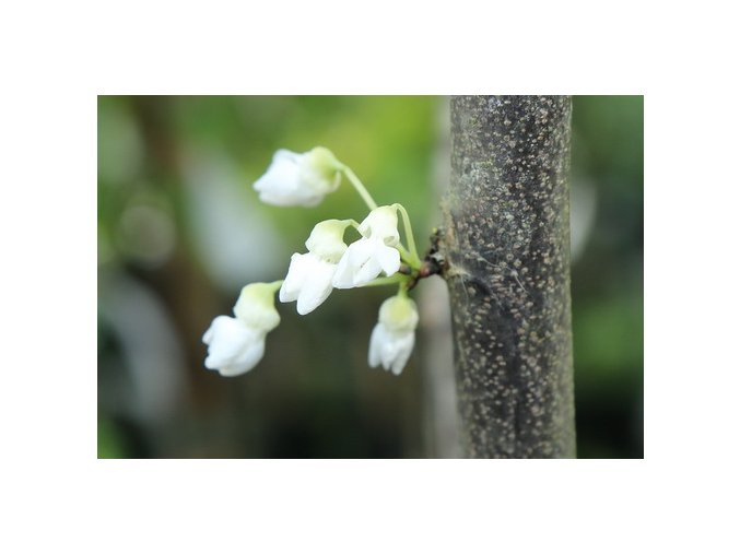 Cercis canadensis 'Royal White' - zmarlika kanadská