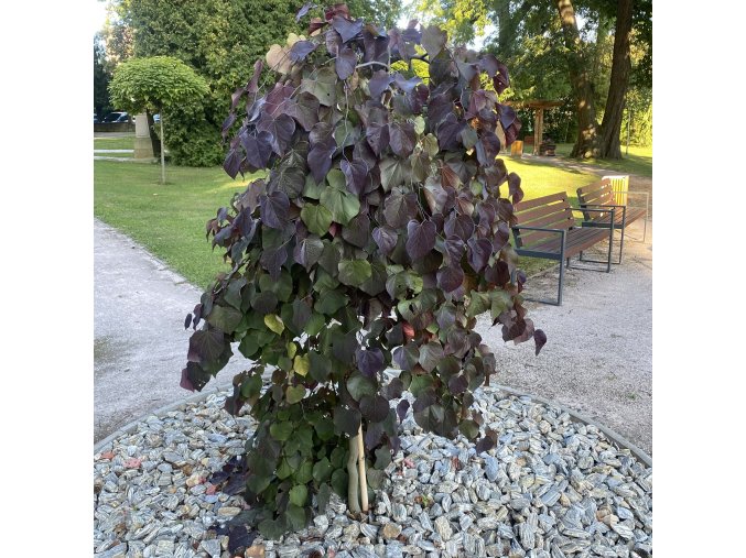Cercis canadensis 'Ruby Falls' - zmarlika kanadská