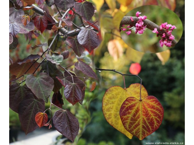 Cercis canadensis 'Ruby Falls' - zmarlika kanadská