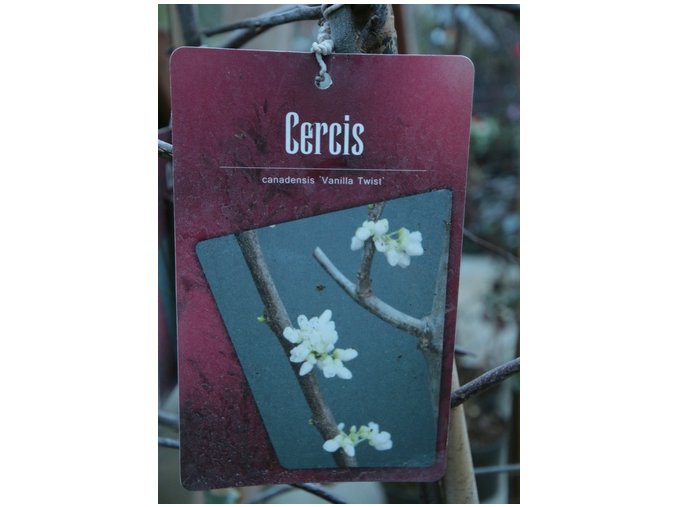 Cercis canadensis 'Vanilla Twist' - zmarlika kanadská