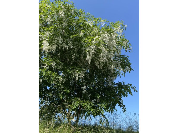 Cladrastis lutea / kentukea - Křehovětvec žlutý