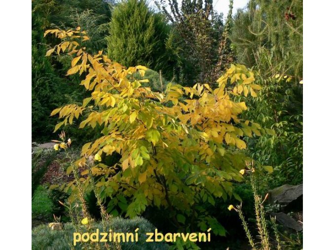 Cladrastis lutea / kentukea - Křehovětvec žlutý