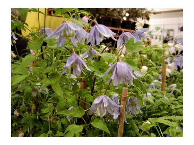 Clematis alpina - plamének alpský
