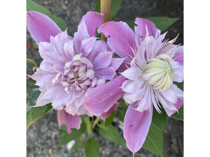 Clematis Empress - plamének / klematis