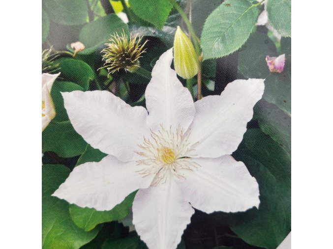 Clematis Gladys Picard - plamének / klematis