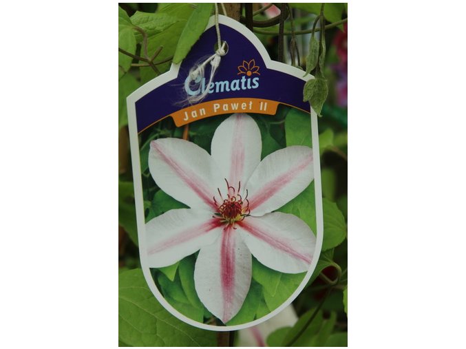 Clematis JAN PAVEL II. - plamének / klematis
