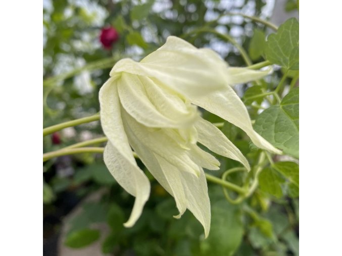 Clematis Lemon Dream - plamének / klematis