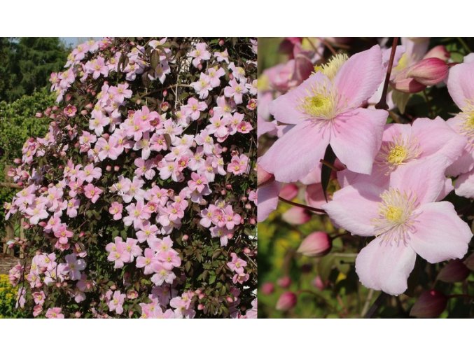 Clematis montana 'Rubens' - plamének horský