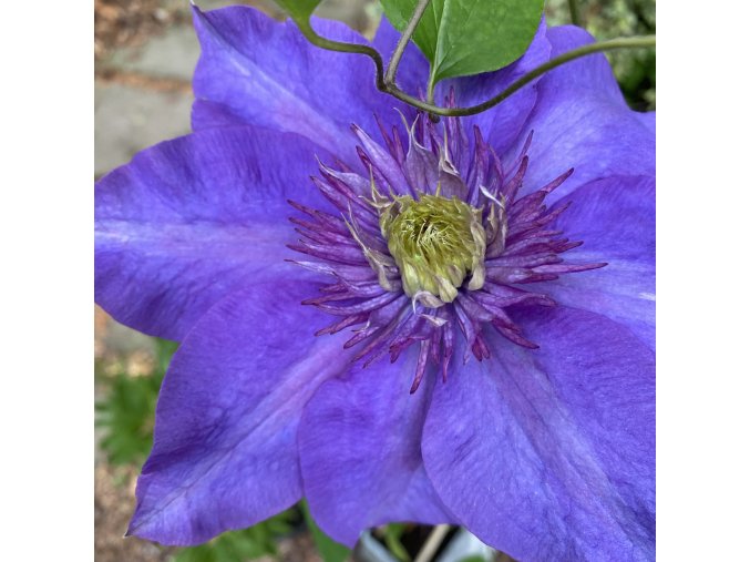 Clematis Multi Blue - plamének / klematis