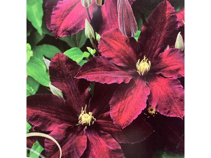 Clematis Niobe - plamének / klematis