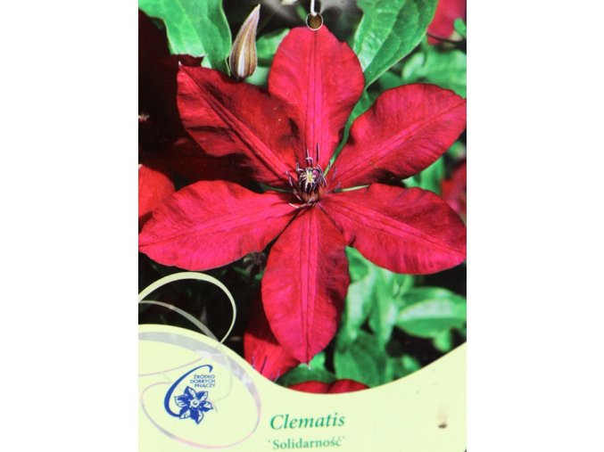 Clematis Solidarność - plamének / klematis