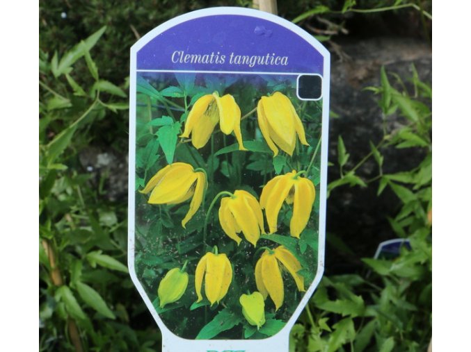 Clematis tangutica syn. Clematis orientalis - plamének tangutský