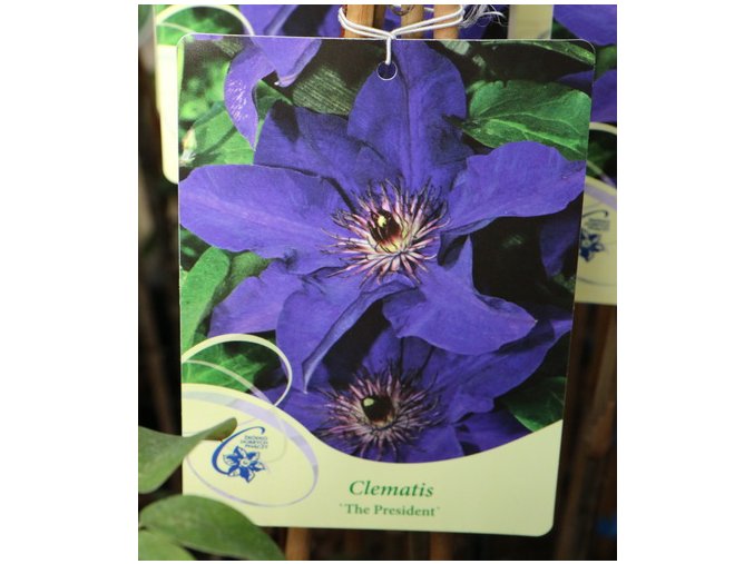 Clematis THE PRESIDENT - plamének / klematis velkokvětý