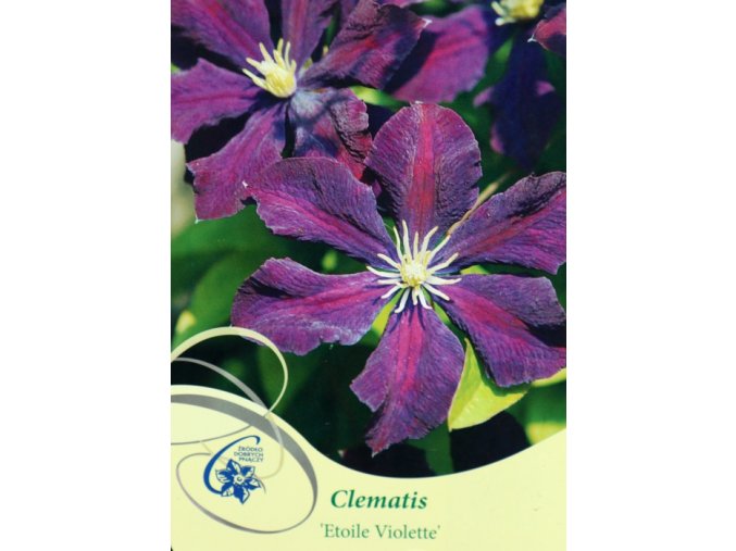 Clematis viticella ETOILE VIOLETTE - plamének / klematis vlašský
