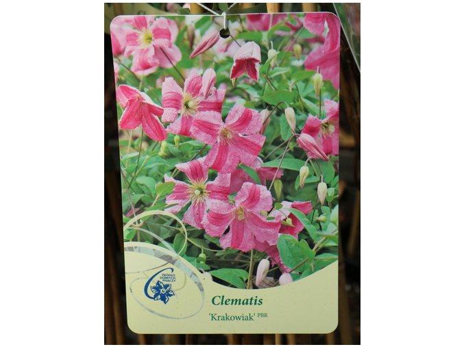 Clematis viticella Krakowiak - plamének / klematis vlašský