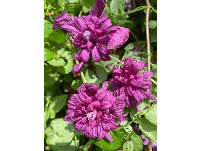 Clematis viticella Purpurea Plena Elegans - plamének / klematis vlašský