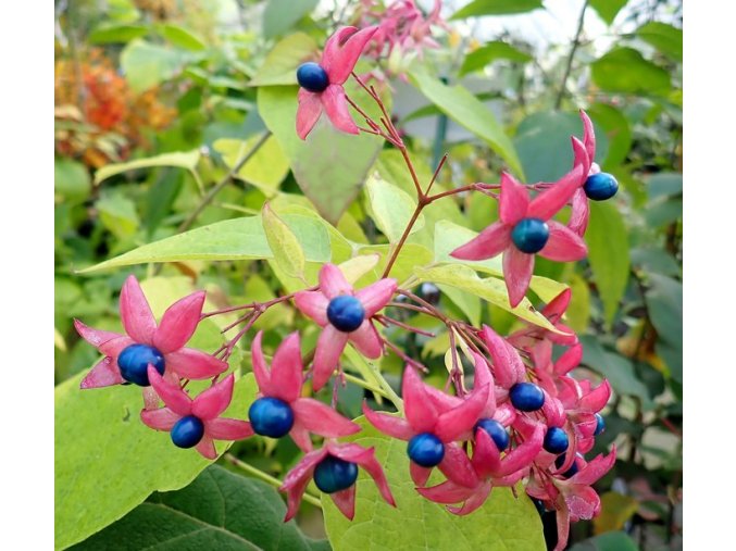 Clerodendrum trichotomum - blahokeř trojmý