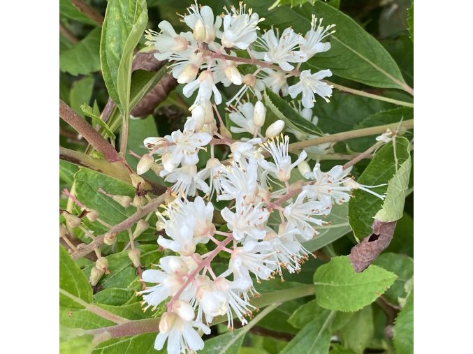 Clethra alnifolia 'Paniculata' - jochovec olšolistý