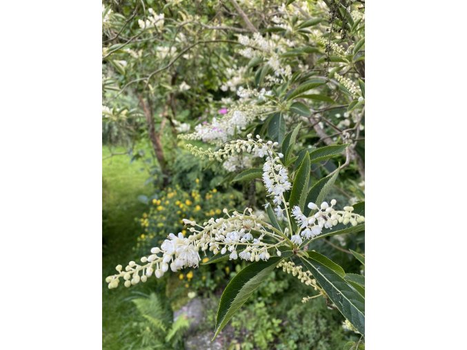 Clethra barbinervis 'Great Star' - jochovec