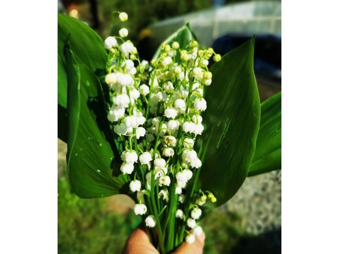 Convallaria majalis - konvalinka vonná