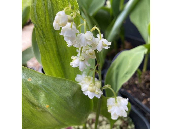 Convallaria majalis 'Prolificans' - konvalinka vonná