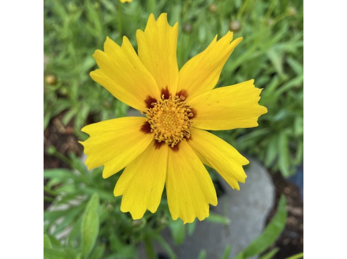 Coreopsis lanceolata 'Sterntaler' - krásnoočko