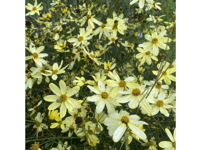 Coreopsis verticillata 'Moonbeam' - krásnoočko přeslenité