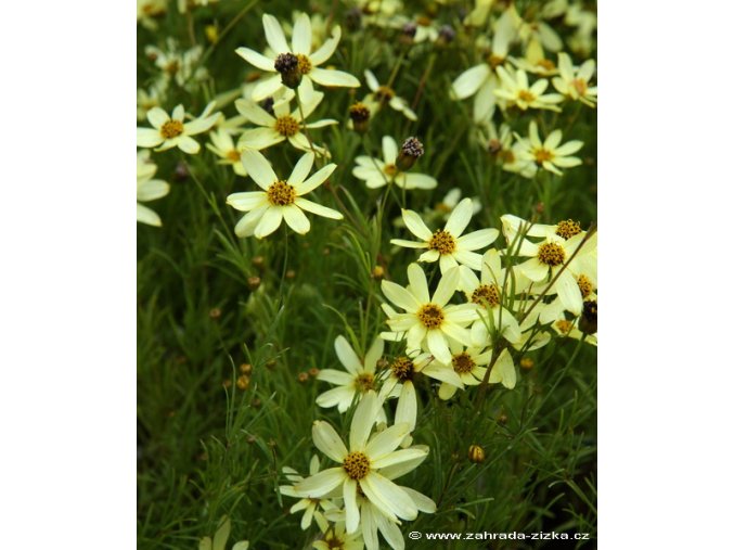 Coreopsis verticillata 'Moonbeam' - krásnoočko přeslenité