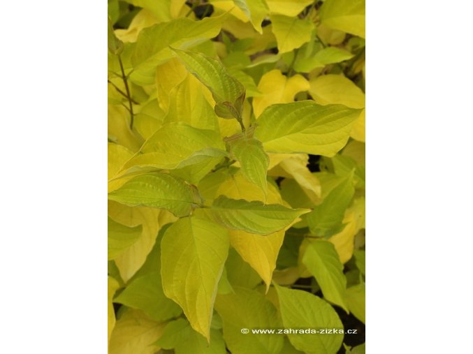 Cornus alba 'Aurea' - svída bílá