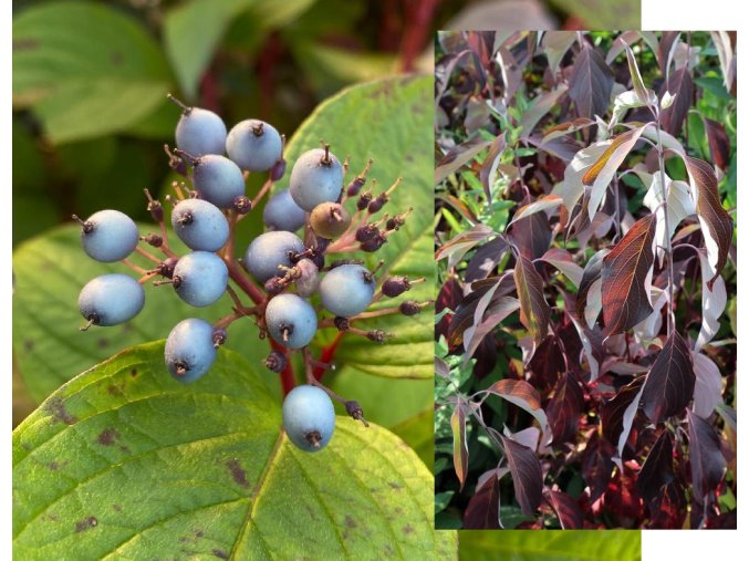 Cornus amomum 'Blue Cloud' - svída modroplodá