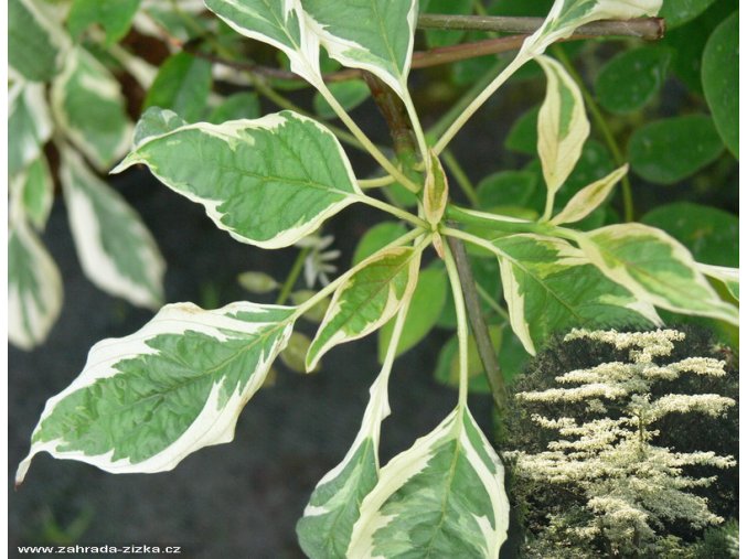Cornus controversa kmínek 'Variegata' - svída sporná