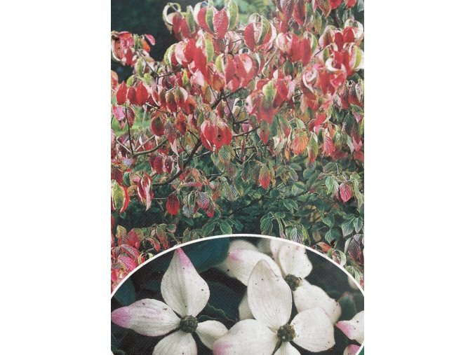 Cornus florida - dřín květnatý