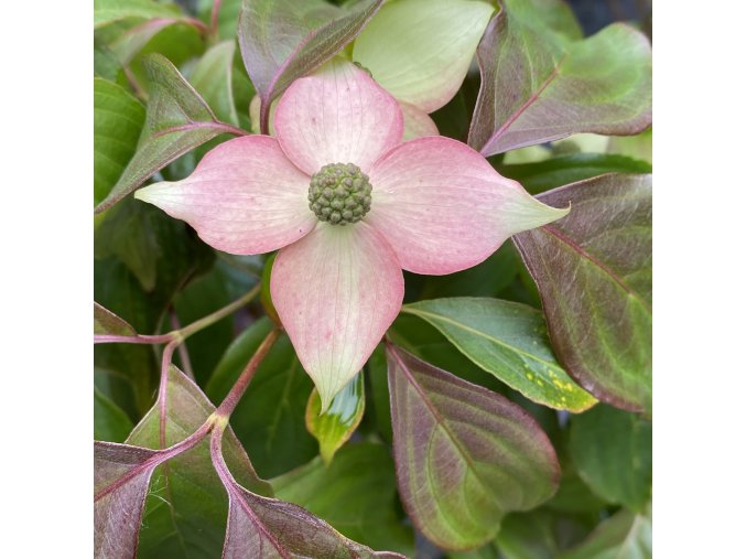 Cornus kousa 'Cappucino' - dřín japonský