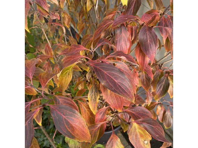 Cornus kousa 'Flower Tower' - dřín japonský