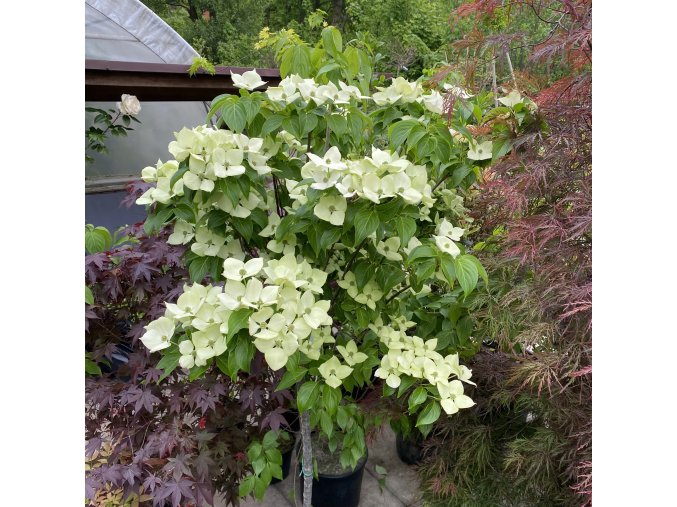 Cornus kousa 'Mattia' kmínek - dřín japonský