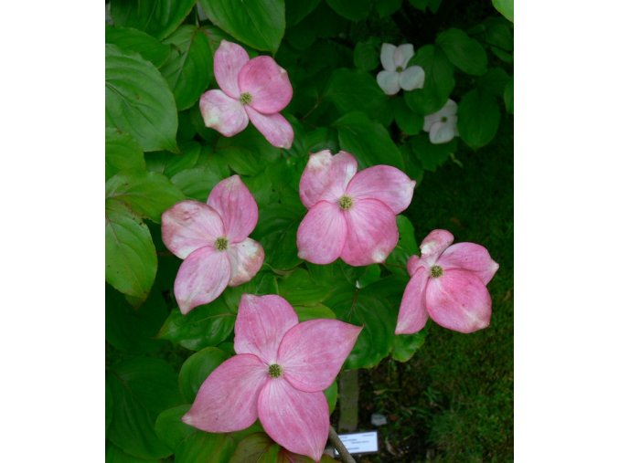Cornus kousa 'Satomi' - dřín japonský