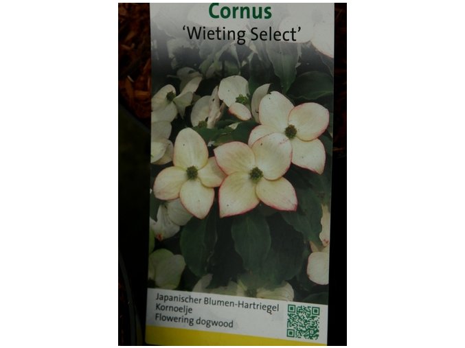 Cornus kousa 'Wieting's Select' - dřín japonský