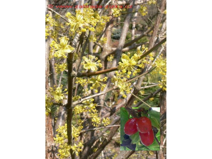 Cornus mas - dřín obecný