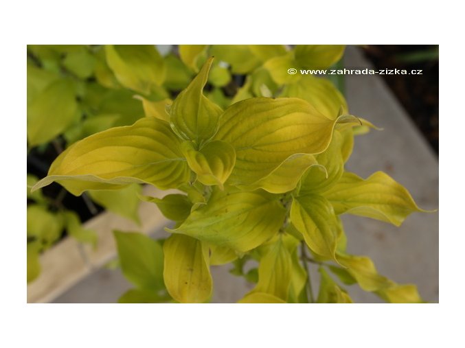 Cornus mas 'Aurea' - dřín obecný
