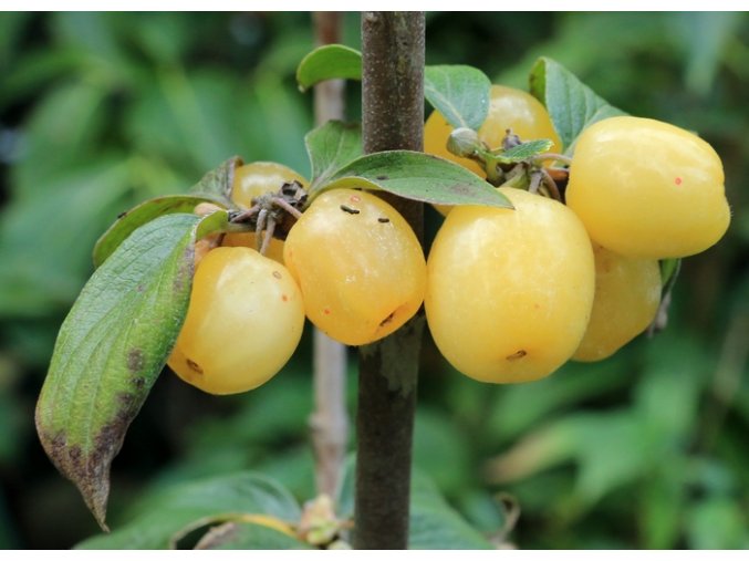 Cornus mas 'Flava' - dřín obecný