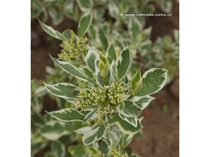 Cornus stolonifera 'White Gold' - svída výběžkatá