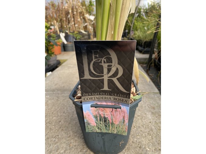 Cortaderia selloana 'Rosea' - pampas Selloův
