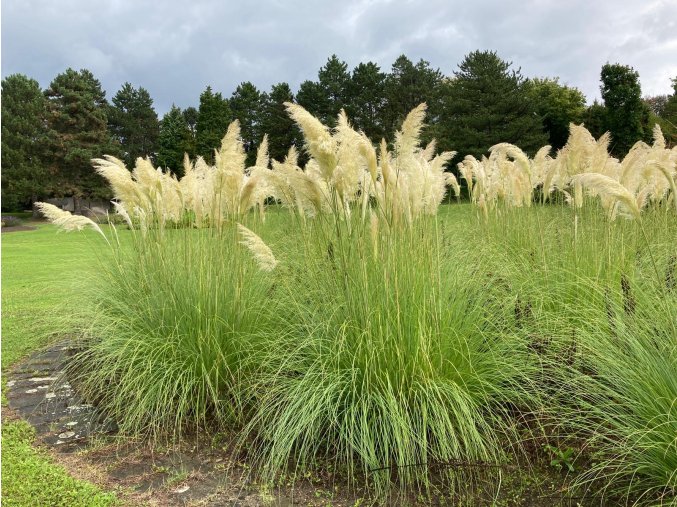 Cortaderia selloana 'White Feather' - pampas Selloův