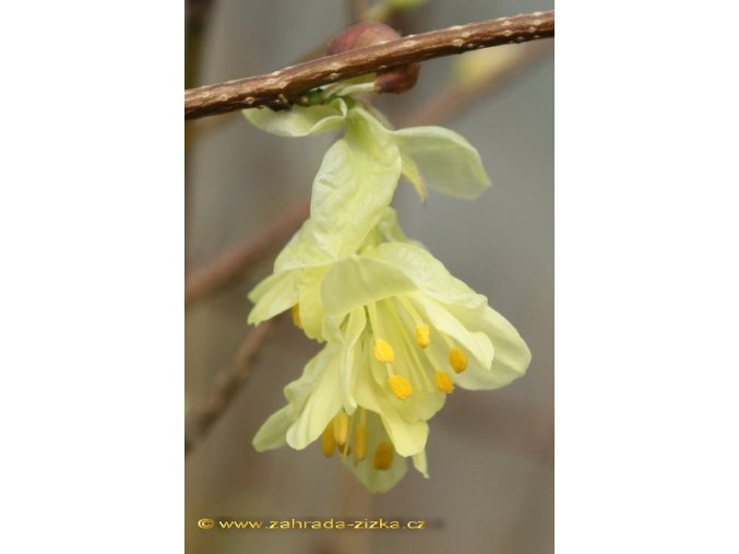 Corylopsis pauciflora - lískovníček chudokvětý