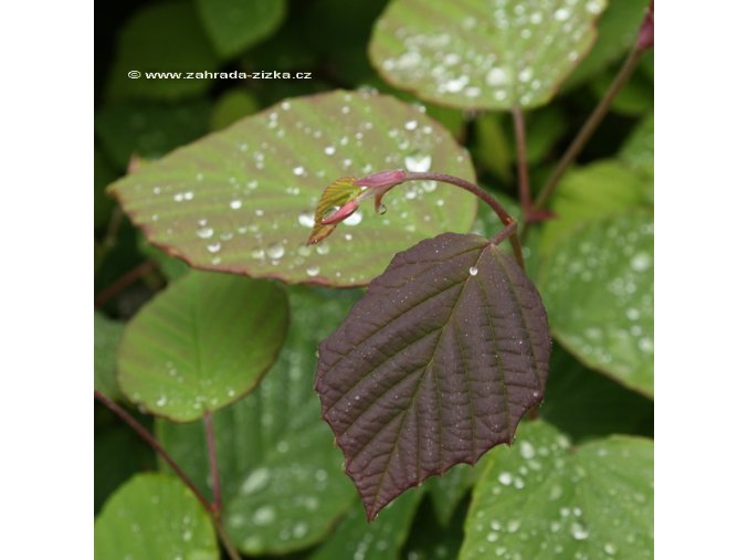 Corylopsis willmot. 'Spring Purple' - lískovníček