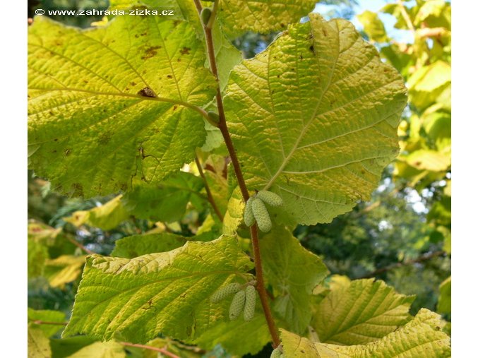 Corylus avellana 'Aurea' - líska obecná