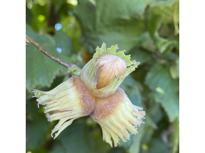 Corylus avellana 'Pauetet' - líska obecná velkoplodá
